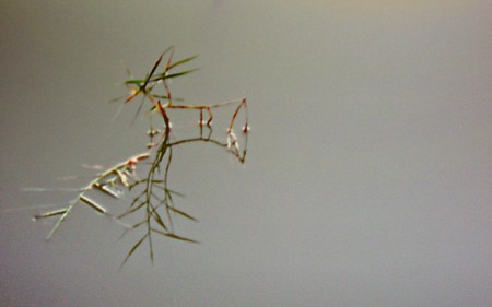 Danse sur un air d'autrefois