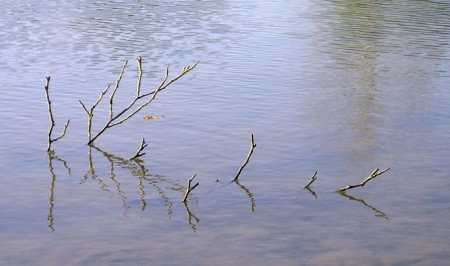 Le cerf d'eau