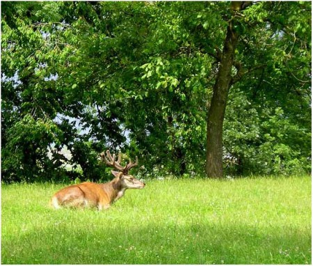 Cerf au repos