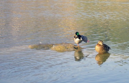 C'est la danse du canard...