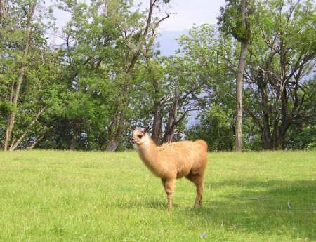 Lama beige