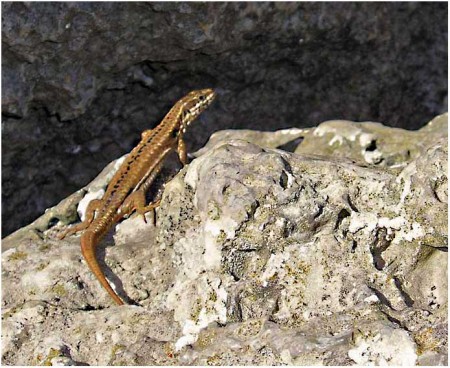 lézard