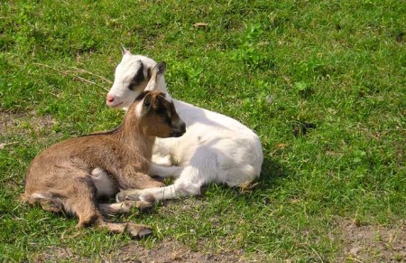 Petits frères