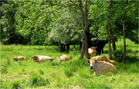 L'heure de la sieste