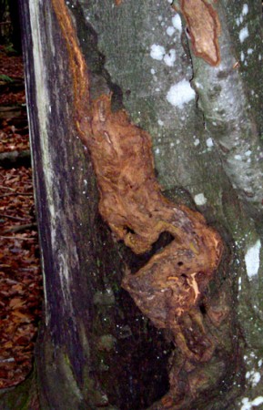 L'arbre qui rit