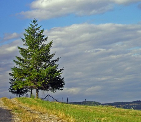 Au bord du chemin...