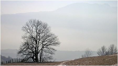 Derrière mon arbre...