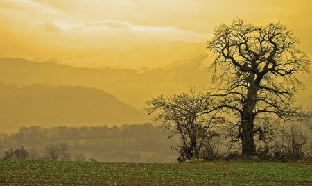 Les arbres