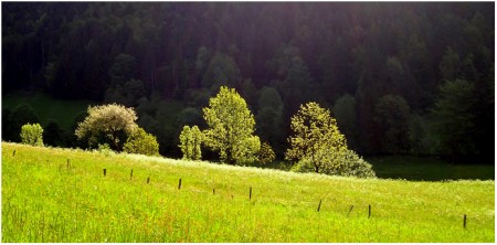 Fiers dans la lumière