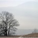 Derrière mon arbre...