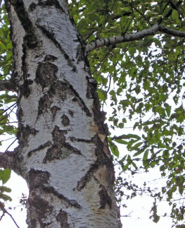 Le clown perché dans l'arbre