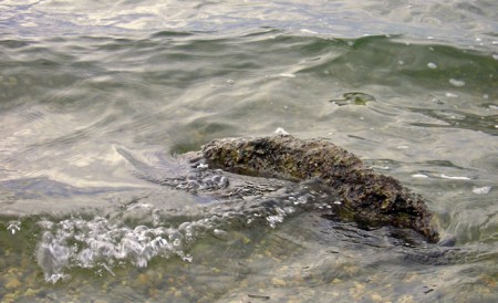Le monstre du lac
