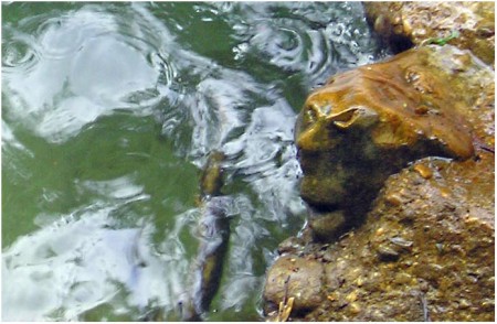 L'esprit de la rivière