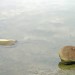 Aquatique