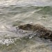 Le monstre du lac