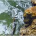 L'esprit de la rivière