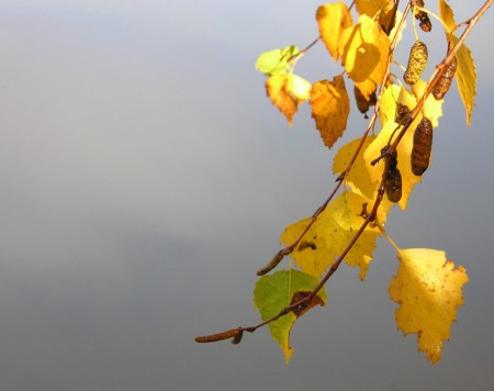 Petits pompons d'automne