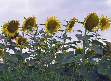 Tournesols