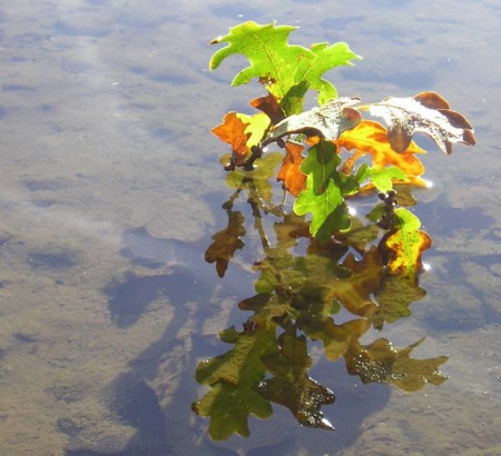 Bouquet d'automne