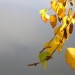 Petits pompons d'automne