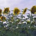 Tournesols