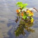 Bouquet d'automne